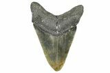 Fossil Megalodon Tooth - North Carolina #368434-2